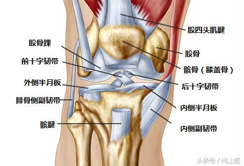 膝盖窝疼痛的12种常见原因及有效应对方法