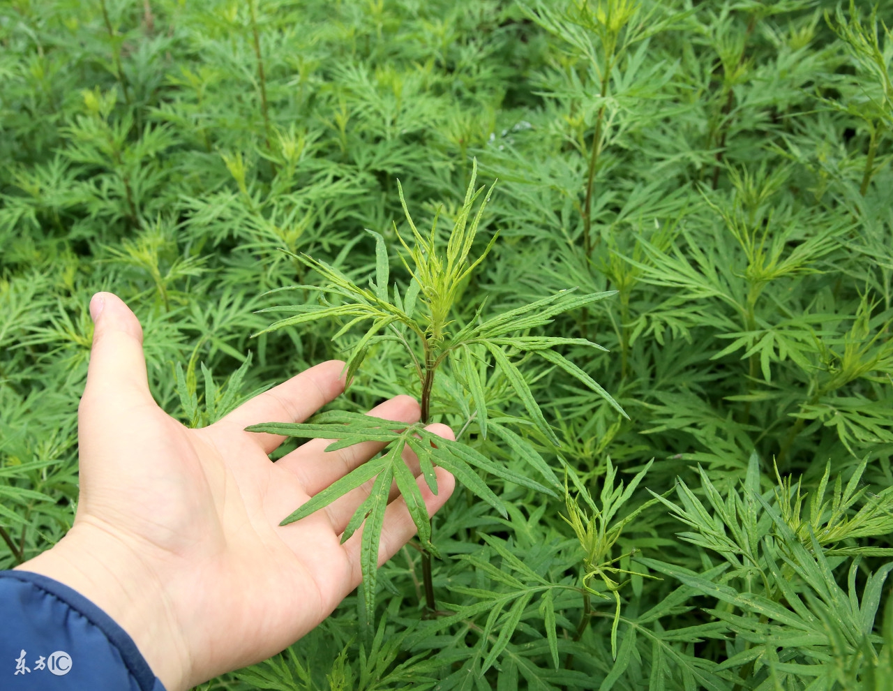 生完孩子一个月不让洗澡哪能忍！用中草药洗澡，产妇不得月子病