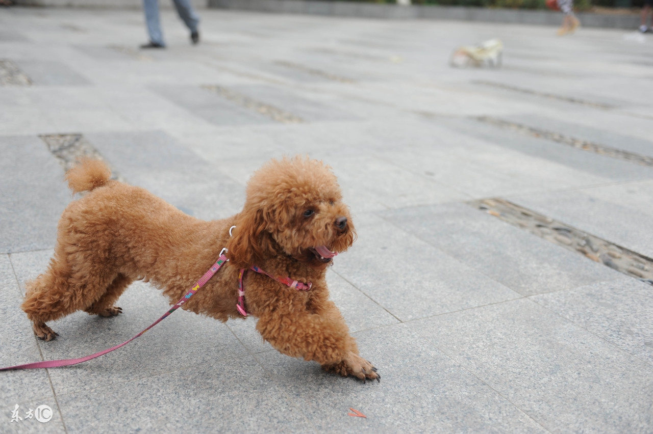 杂文：犬吠是狗狗的本能