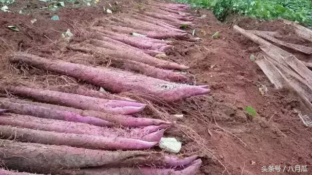 紫山药产地在哪里（紫色山药在我国的主要产地）