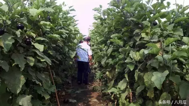 紫山药产地在哪里（紫色山药在我国的主要产地）