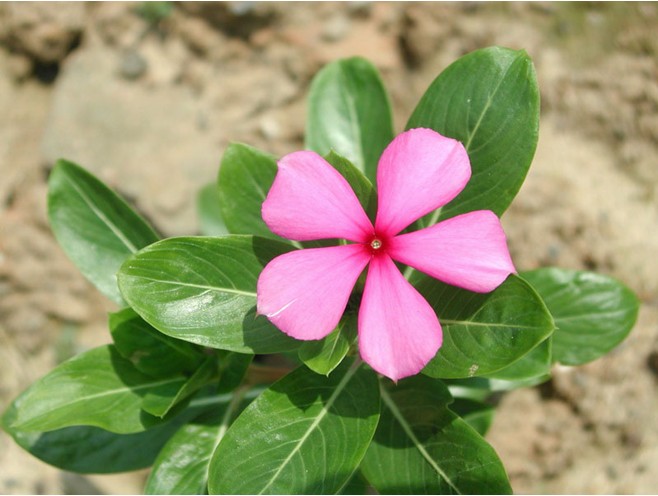 四季常开好养的花适合家庭养的四季开花的花