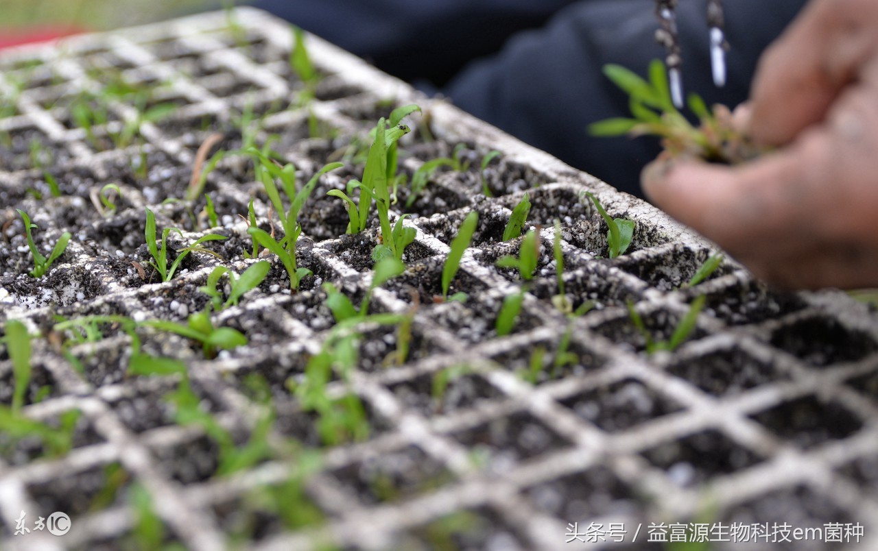 简单明了中草药材白芨的种植技术