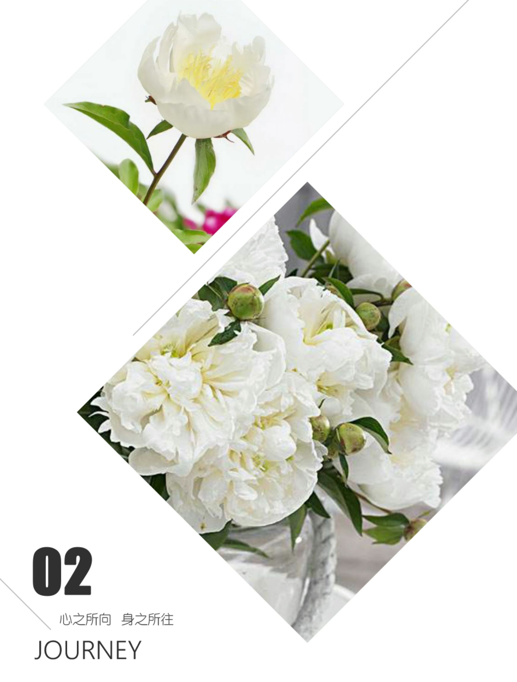 牡丹花和芍药花的区别是什么 牡丹花是芍药花吗 齐齐哈尔诗词网