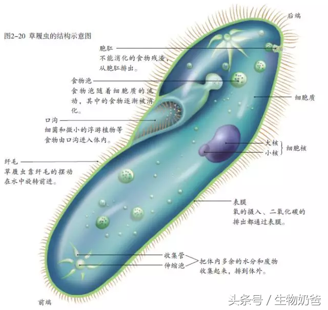 草履虫的结构图(草履虫结构与功能的统一)