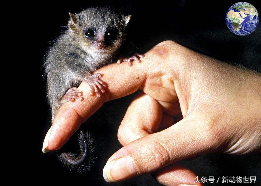 鼠狐猴的图片(图文讲解鼠狐猴的真实样子)