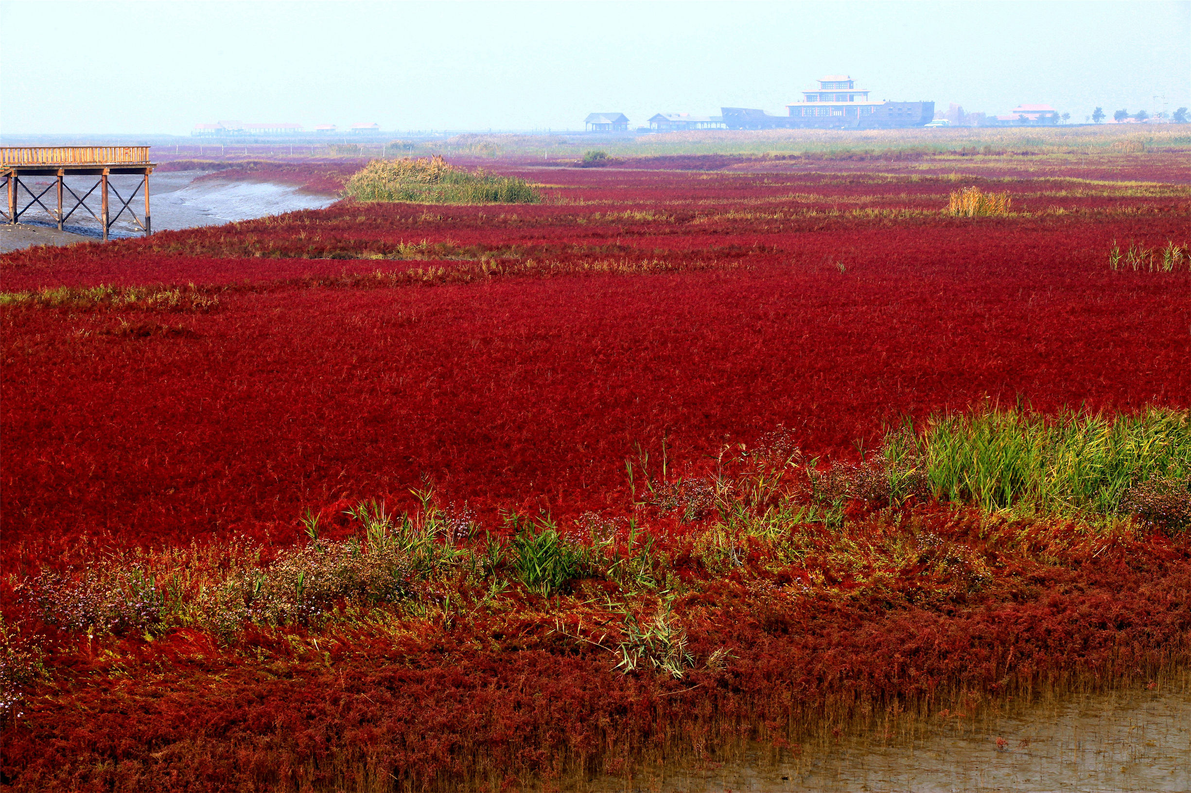 盘锦红海滩风景图片_盘锦红海滩导游词 - 密云旅游