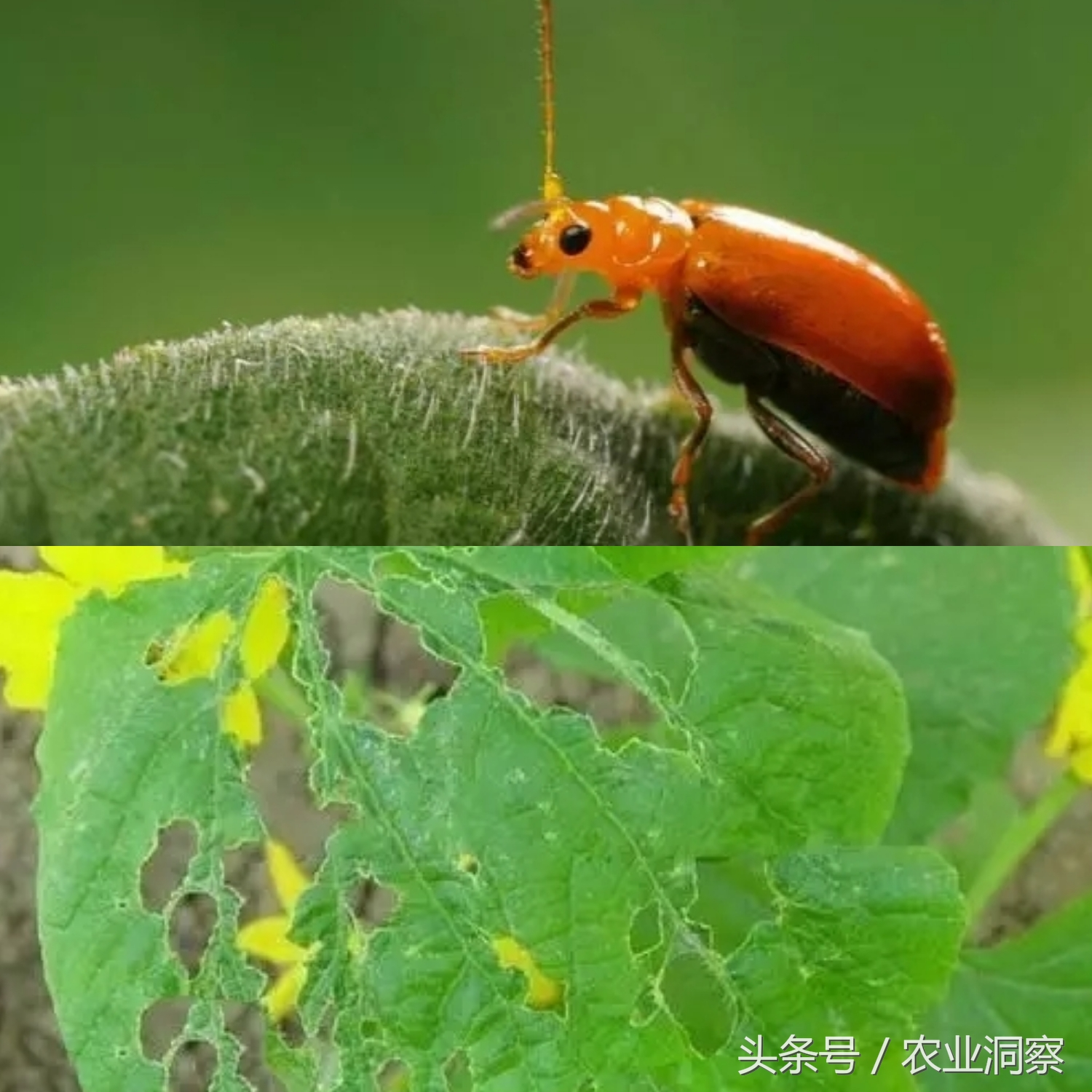 常见9种害虫图谱详解,危害所有瓜果蔬菜!认识3种以上算你厉害!