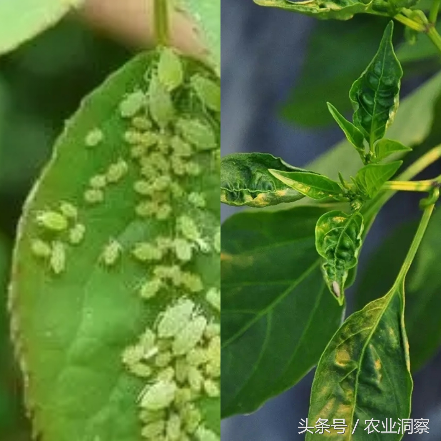 常见9种害虫图谱详解,危害所有瓜果蔬菜!认识3种以上算你厉害!