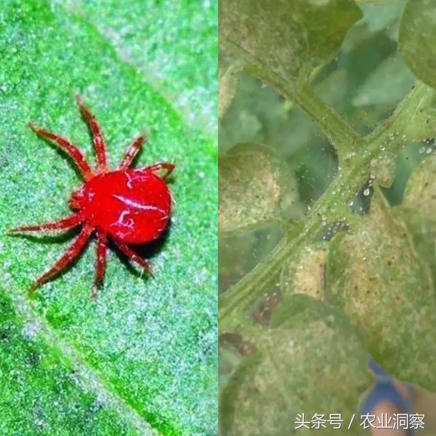 常见9种害虫图谱详解,危害所有瓜果蔬菜!认识3种以上算你厉害!
