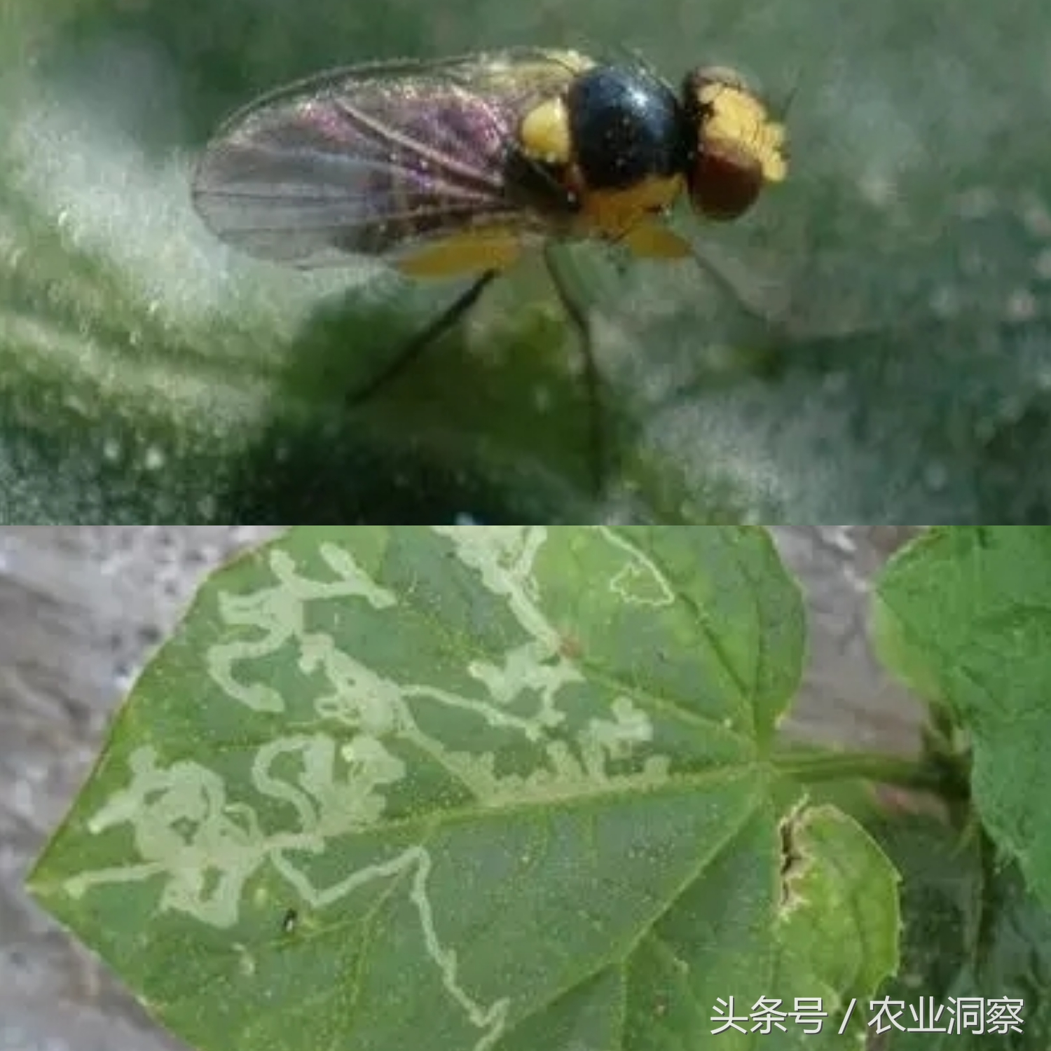 常见9种害虫图谱详解,危害所有瓜果蔬菜!认识3种以上算你厉害!