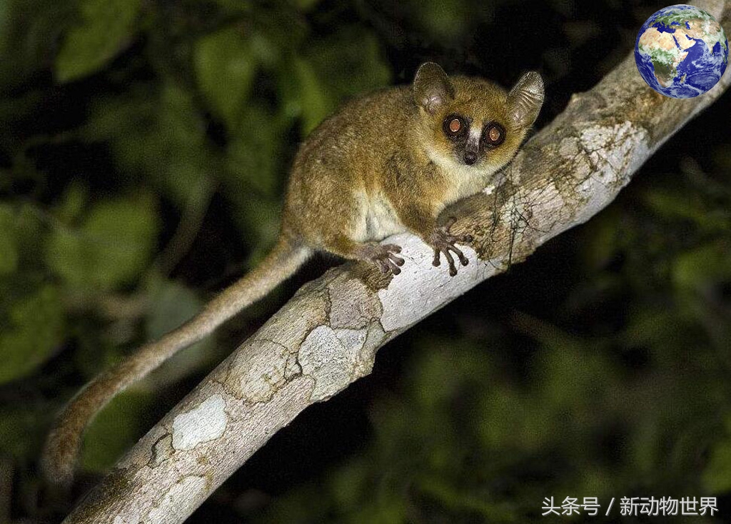 鼠狐猴的图片(图文讲解鼠狐猴的真实样子)