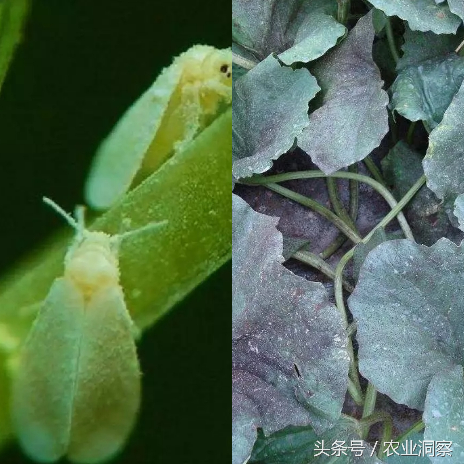 常见9种害虫图谱详解,危害所有瓜果蔬菜!认识3种以上算你厉害!