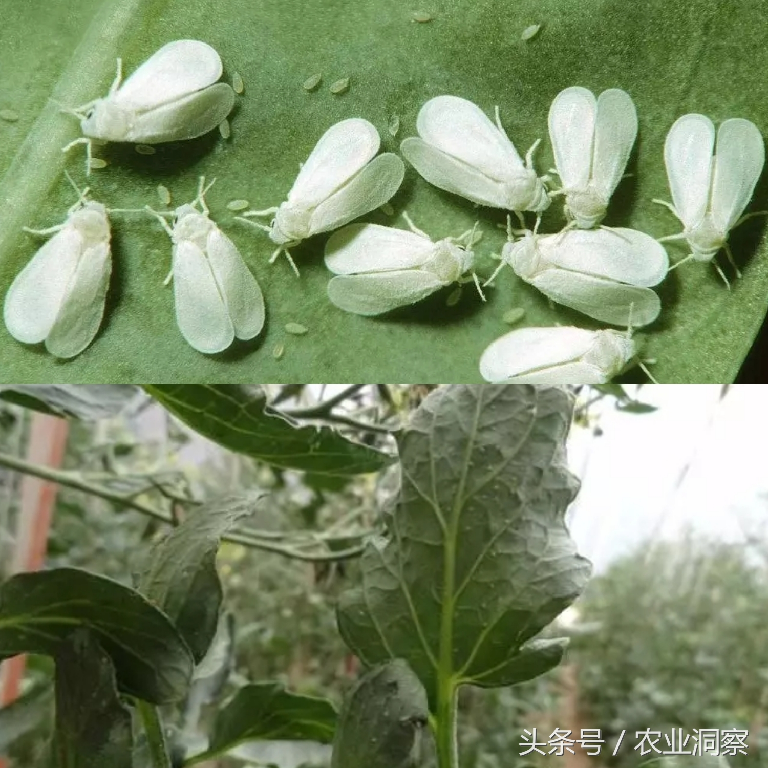 常见9种害虫图谱详解,危害所有瓜果蔬菜!认识3种以上算你厉害!