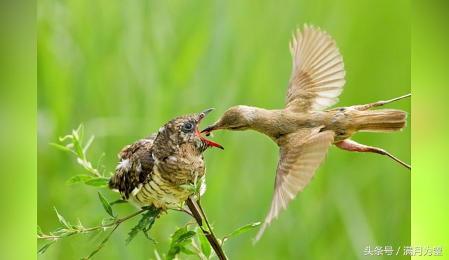 乌鸦反哺的成语传了几百年,为何现在有人说这是一个美丽的误会?
