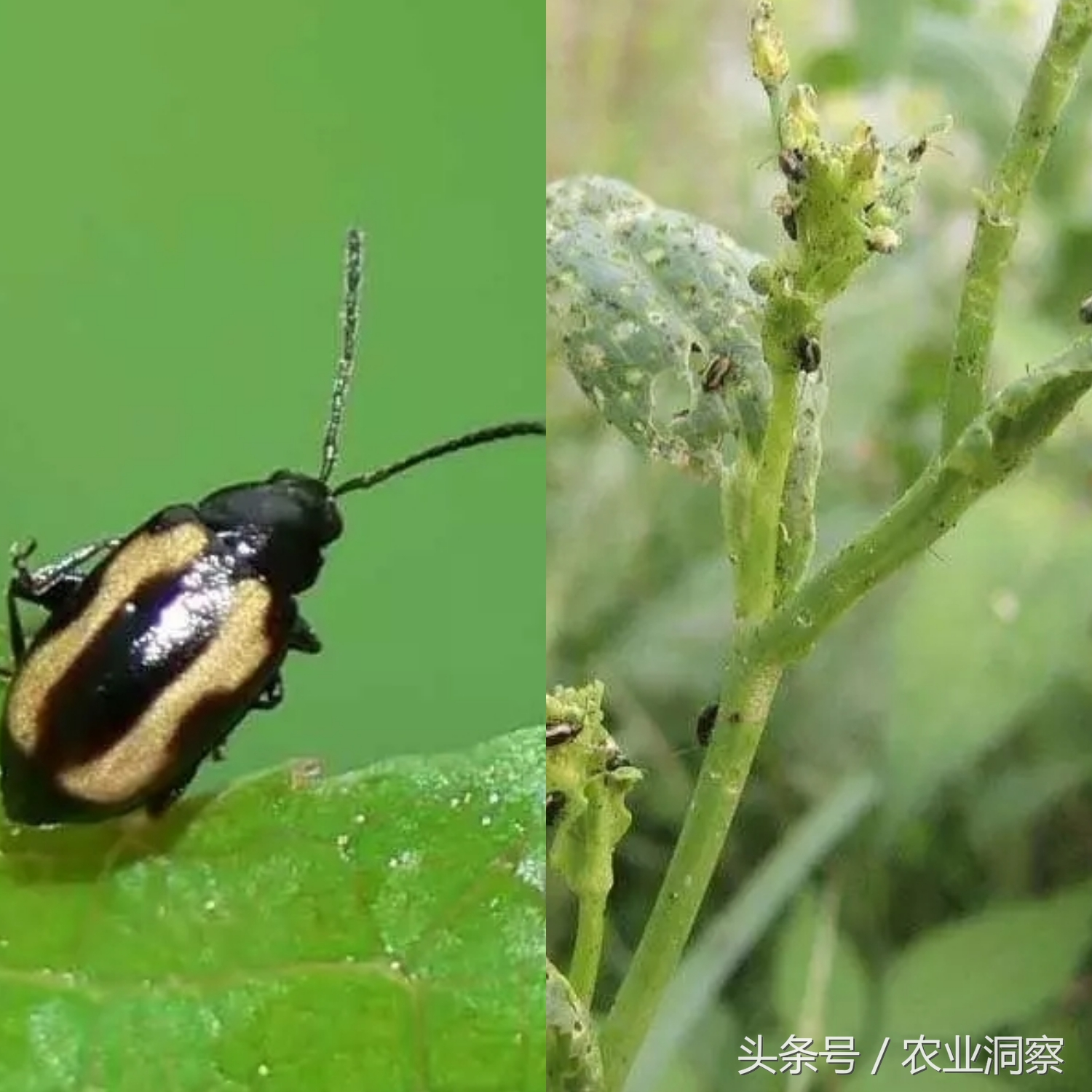 常见9种害虫图谱详解,危害所有瓜果蔬菜!认识3种以上算你厉害!