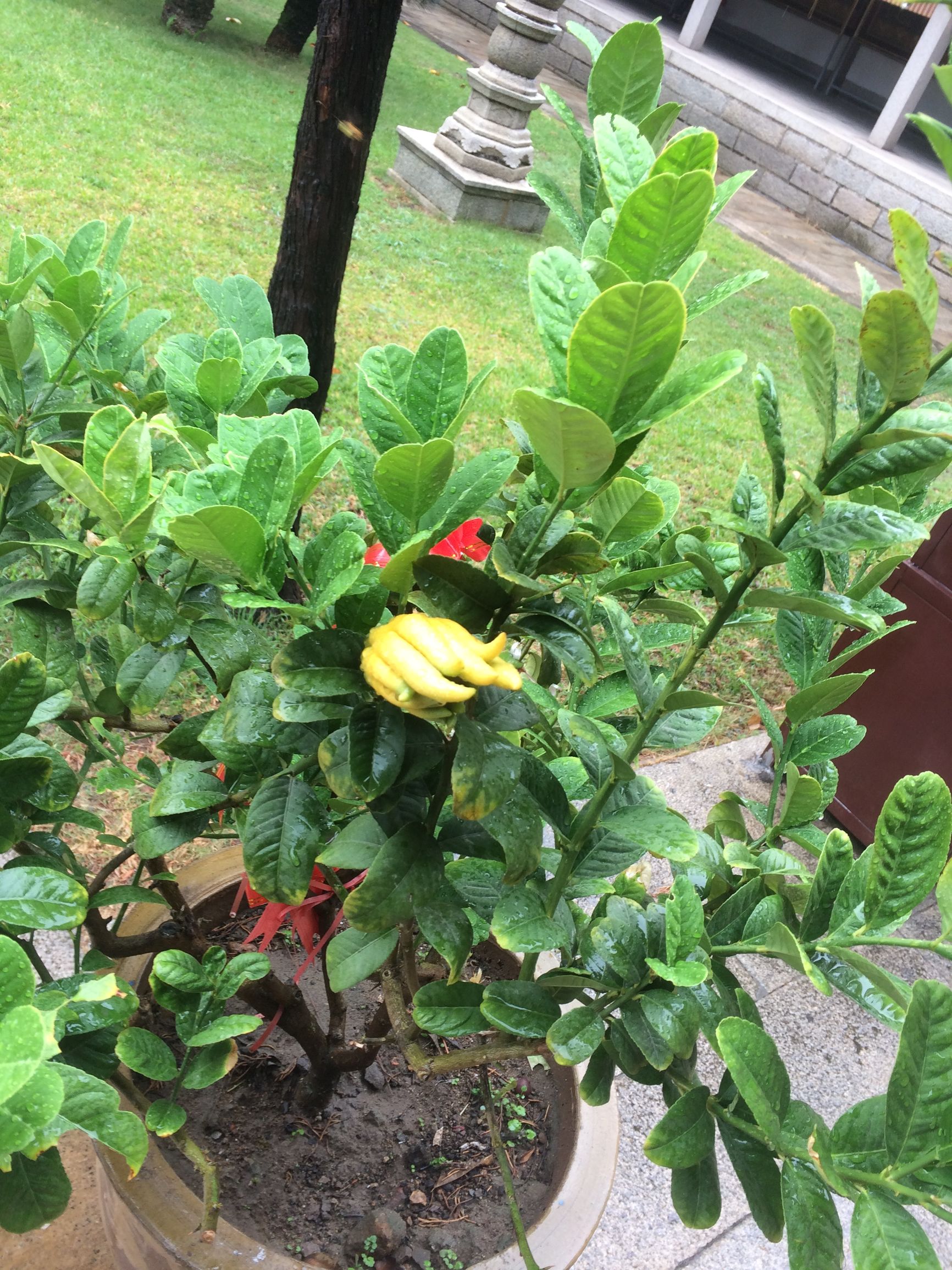 金佛手花卉药材珍品