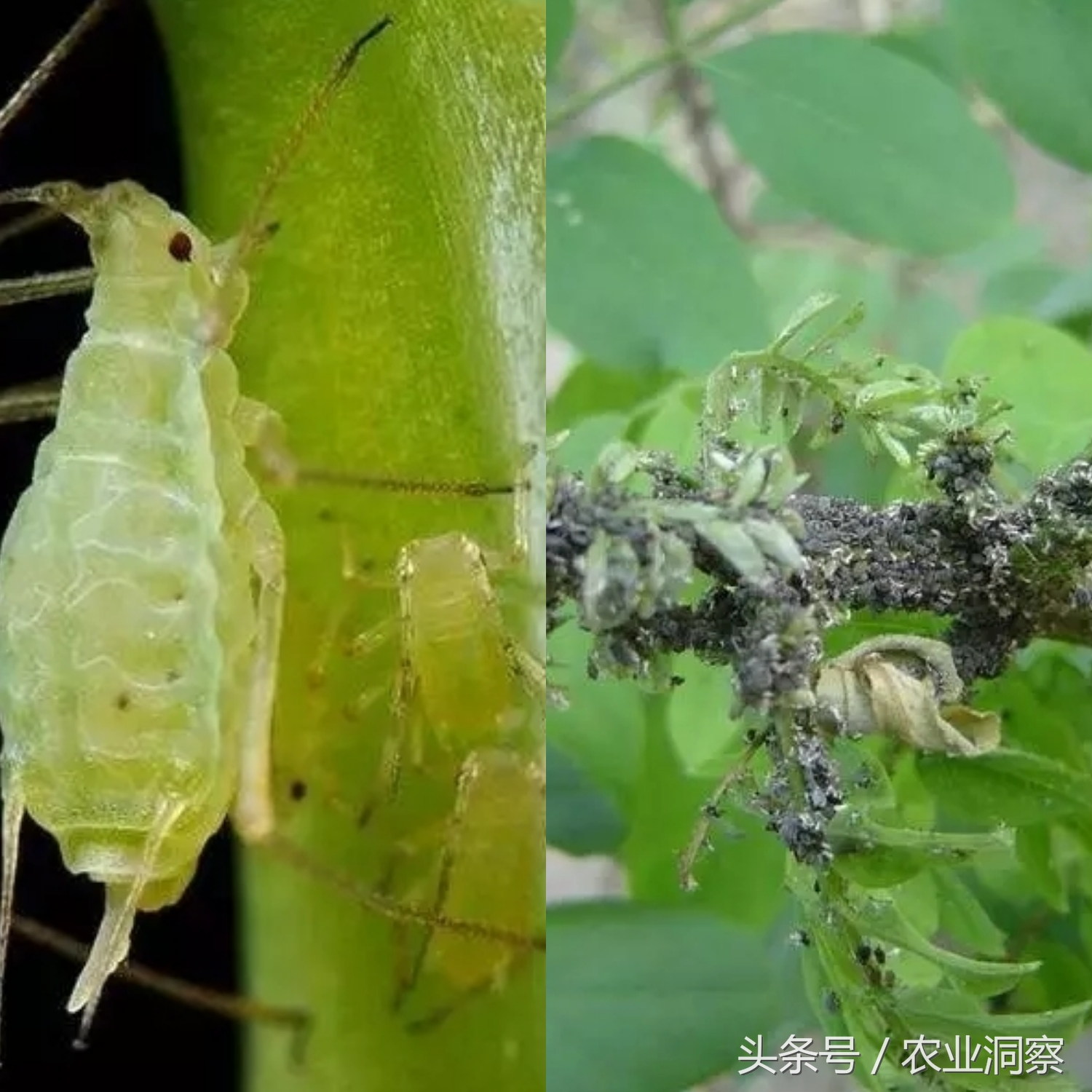常见9种害虫图谱详解,危害所有瓜果蔬菜!认识3种以上算你厉害!