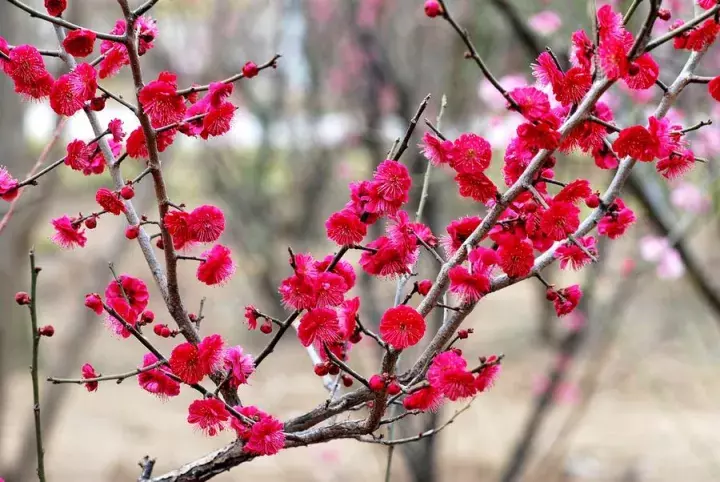 “江南无所有，聊赠一枝春”指的是哪一种梅花？