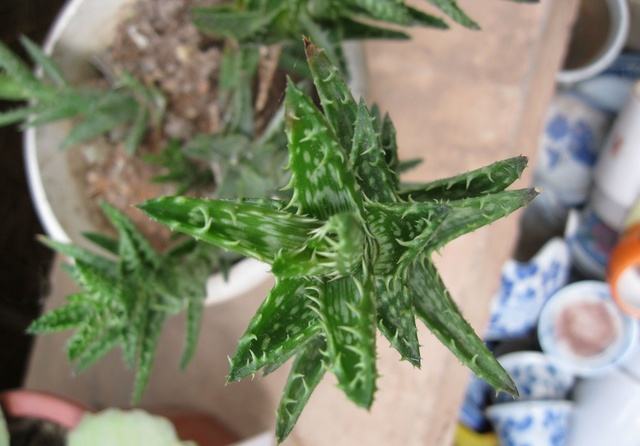 绿植位置有讲究，放对了，招财进宝，好运挡都挡不住！