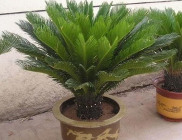 绿植位置有讲究，放对了，招财进宝，好运挡都挡不住！