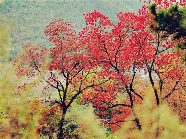 最美秋色叶树——乌桕