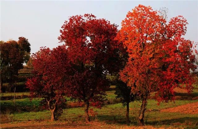 最美秋色叶树——乌桕