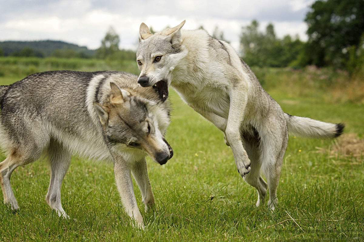 狼和狼狗图片