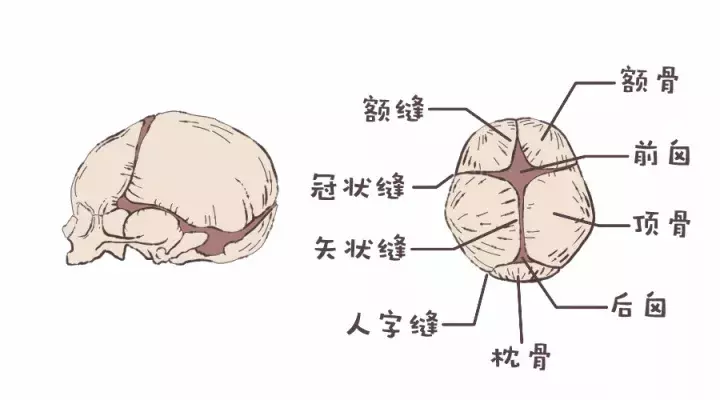 囟门闭合早晚是缺钙？头上这两个坑竟然这么重要！