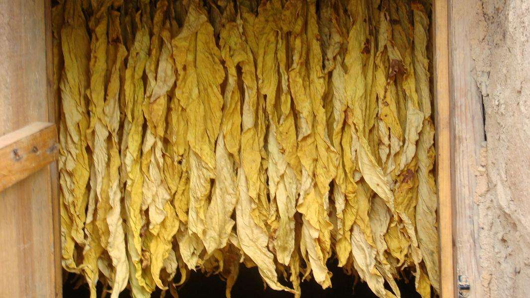 田间采收的鲜烟叶放置烤房中烘烤调制,使其成为卷烟原料"原烟"的过程