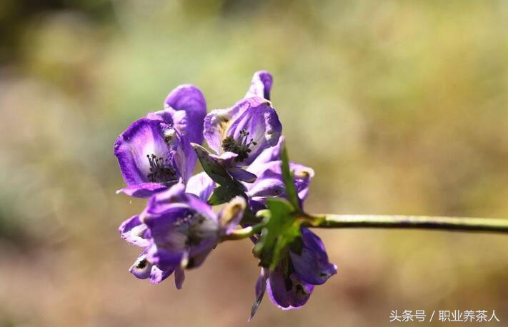 十大剧毒花卉知识普及（五）——乌头