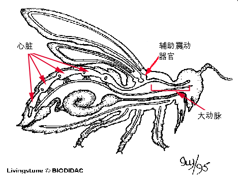 蚂蚁的内脏解剖图图片