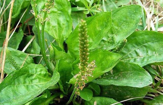 牛舌草的功效与作用-我的快乐小窝