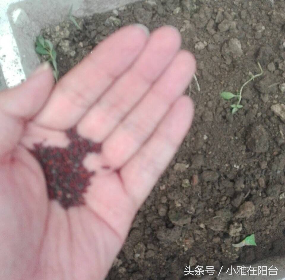 荆芥种子几天发芽（只需一个小窍门一周发芽）