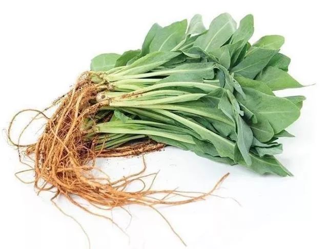 板蓝根为一年生或二年生十字花科草本直根系植物,家庭室内环境应置于