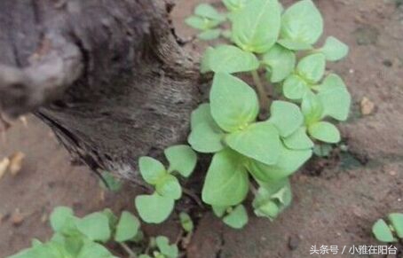 荆芥种子几天发芽（只需一个小窍门一周发芽）