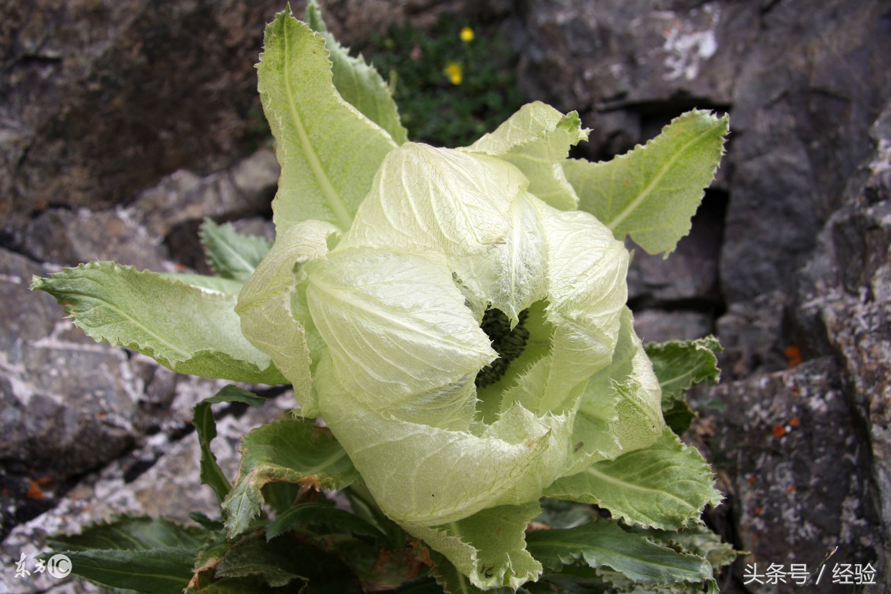 这种花叫做水母雪莲花