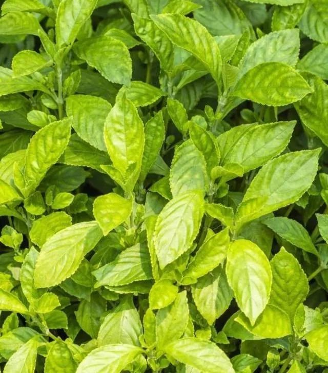 你只知道板蓝根治感冒,可你知道种在阳台上的板蓝根有多美吗?