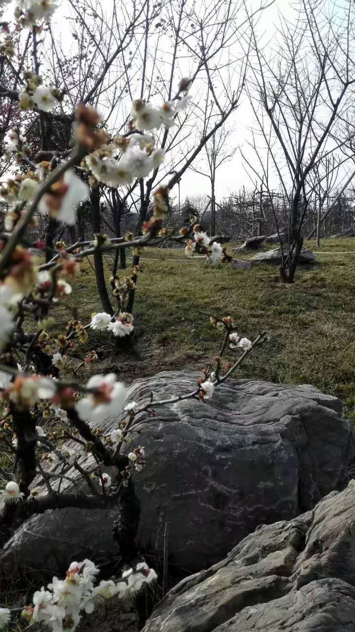 空谷幽兰花正香