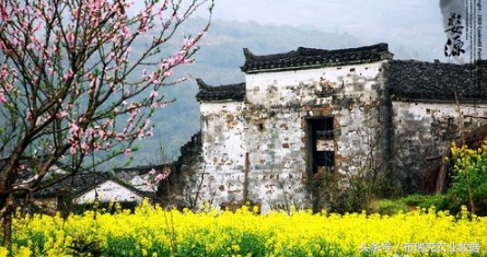 油菜籽產地,我國最大的油菜籽產地