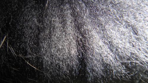 你衣服上的毛领是真的么，买的值不值？教你识别毛领的真假贵贱！