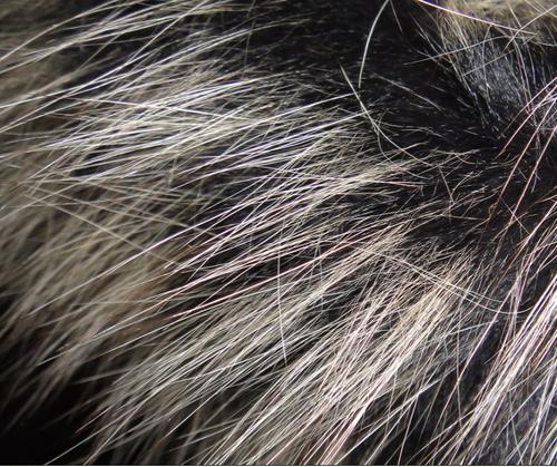 你衣服上的毛领是真的么，买的值不值？教你识别毛领的真假贵贱！