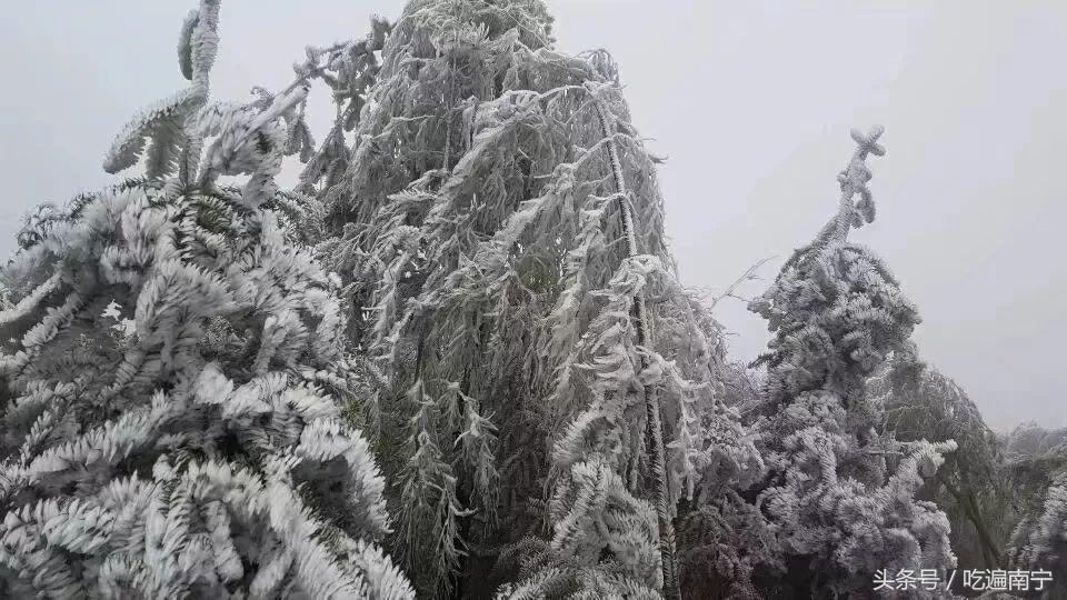 桂林滑雪场在哪里(广西终于有高山户外滑雪场了！就在这个地方！)