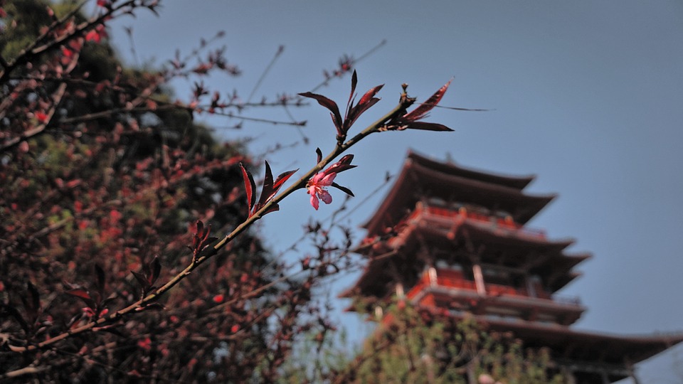 小说：曹操赐死荀彧的真正原因，原来荀彧早已暗中投靠汉献帝