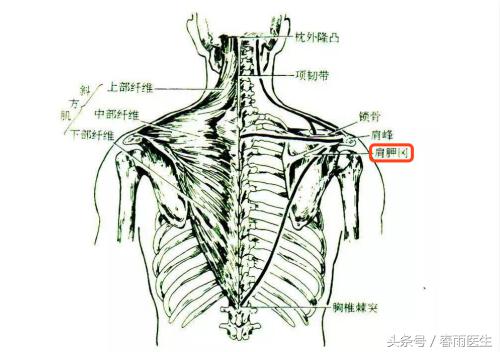 自己驼背、高低肩，去楼下按摩店或者买纠正体态的产品用靠谱吗？