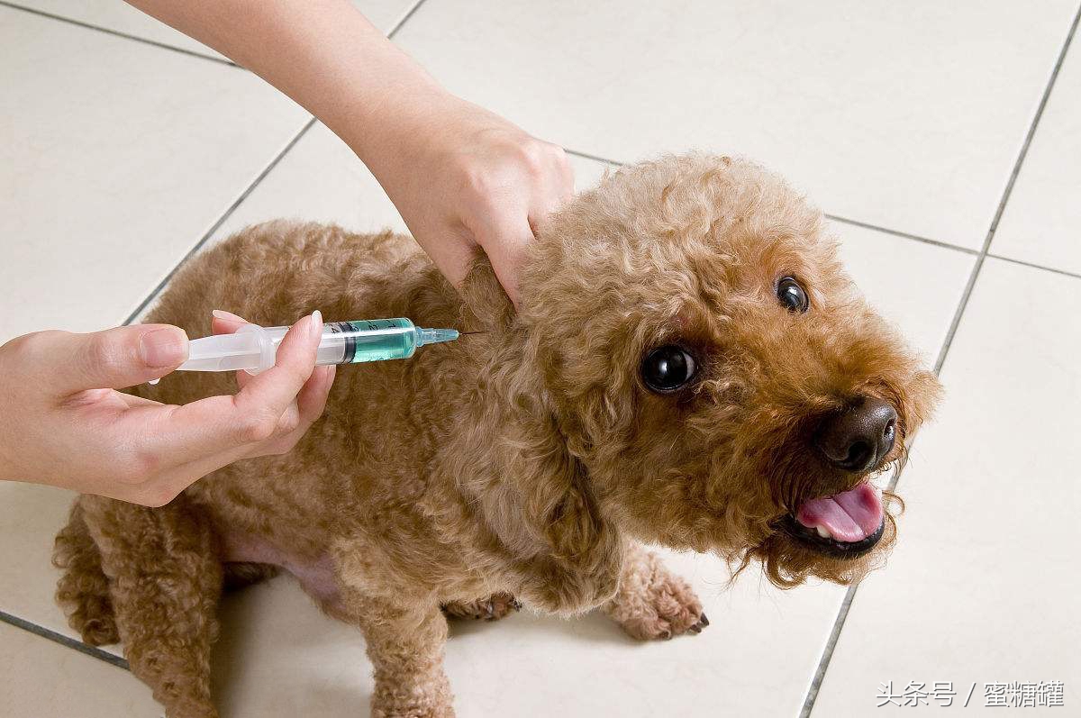 小时候被狗咬过没打狂犬疫苗，现在打晚不晚？