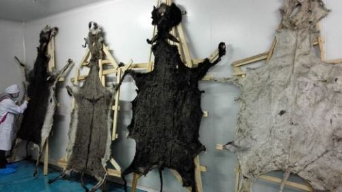 一头驴价值上万？别闹！高门槛高风险高投入，足以令你望而却步