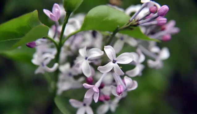 丁香花的寓意和象征（丁香花的形态特征介绍）