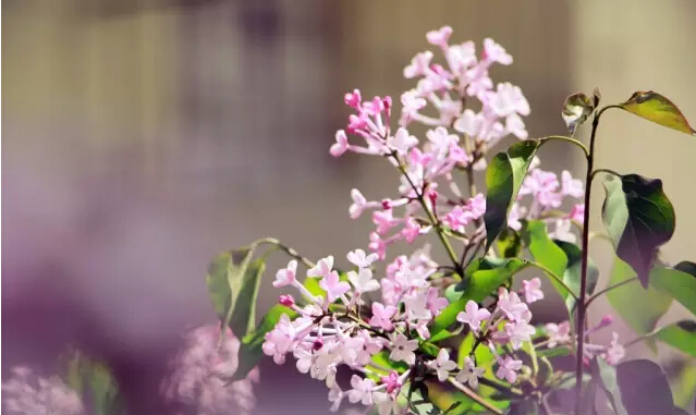 丁香花的寓意和象征（丁香花的形态特征介绍）