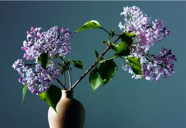 丁香花的寓意和象征（丁香花的形态特征介绍）